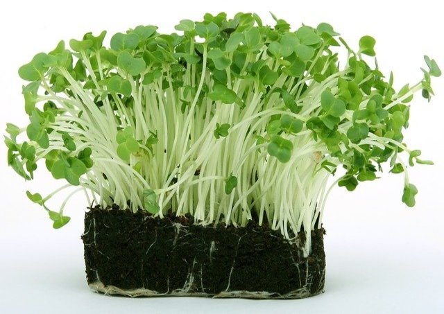 Watercress & Upland Cress Growing Information: How to Sow & Harvest