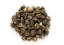 Load image into Gallery viewer, Moringa Indian Countryside (Moringa Oleifera / Drumstick)