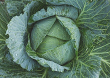 Load image into Gallery viewer, Cabbage Golden Acre Premium