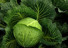 Load image into Gallery viewer, Cabbage Golden Acre Premium