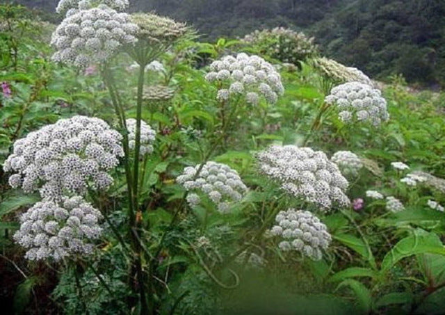 carom plant Carom