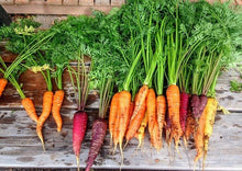 Load image into Gallery viewer, Carrot Purple Dragon