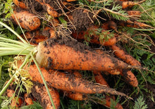 Load image into Gallery viewer, Carrot Sweet Asian Kuroda