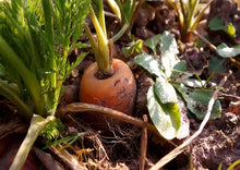 Load image into Gallery viewer, Carrot Sweet Asian Kuroda