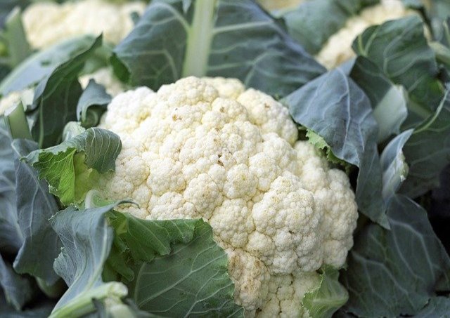 Cauliflower Snowball Y