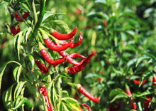 Load image into Gallery viewer, Chilli Long Slim Cayenne