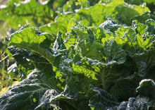 Load image into Gallery viewer, Collard Champion