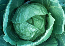 Load image into Gallery viewer, Cabbage Golden Acre Premium