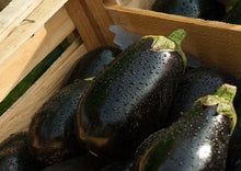 Load image into Gallery viewer, Eggplant Black Beauty