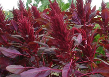 Load image into Gallery viewer, Amaranth Red Stem/ Red Thandu Keerai / Totakoora