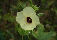Load image into Gallery viewer, Okra Clemson Spineless