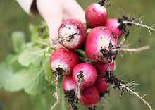 Load image into Gallery viewer, Radish Sparkler