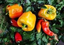Load image into Gallery viewer, Bell Pepper Golden Yellow Premium