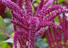 Load image into Gallery viewer, Amaranth Red Stem/ Red Thandu Keerai / Totakoora