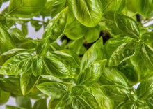 Load image into Gallery viewer, Basil Indian
