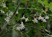 Load image into Gallery viewer, Moringa Indian Countryside (Moringa Oleifera / Drumstick)
