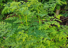 Load image into Gallery viewer, Moringa Indian Countryside (Moringa Oleifera / Drumstick)