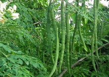 Load image into Gallery viewer, Moringa Indian Countryside (Moringa Oleifera / Drumstick)