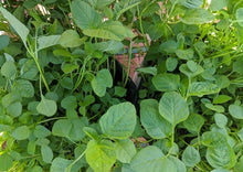 Load image into Gallery viewer, Amaranth Green Stem / Thandu Keerai / Totakoora