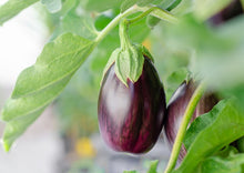 Load image into Gallery viewer, Eggplant Indian Brinjal (Nati Vankaya)