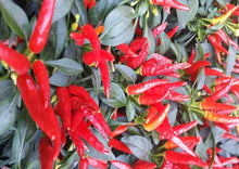 Load image into Gallery viewer, Chilli Thai Dragon
