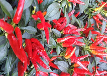 Load image into Gallery viewer, Chilli Thai Dragon