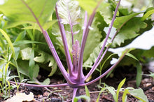Load image into Gallery viewer, Kohlrabi Purple Vienna