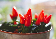 Load image into Gallery viewer, Hot Chilli Peppers Collection Value Pack (12 Varieties)