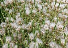 Load image into Gallery viewer, Lettuce Red Salad Bowl