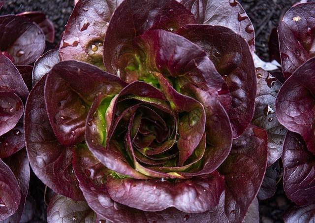 Lettuce Romaine Cimmaron