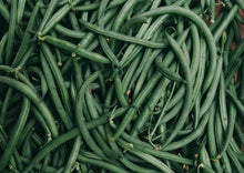 Load image into Gallery viewer, Beans Black Valentine Bush