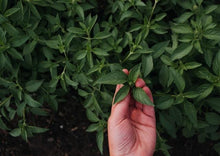 Load image into Gallery viewer, Basil Indian