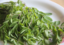 Load image into Gallery viewer, Moringa Indian Countryside (Moringa Oleifera / Drumstick)
