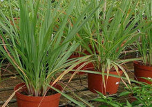 Load image into Gallery viewer, Lemon Grass - West Indian (Cymbopogon flexuosis)