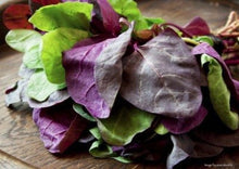Load image into Gallery viewer, Orach Purple