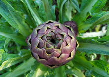Load image into Gallery viewer, Artichoke - Violet Star