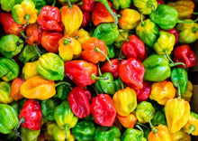 Load image into Gallery viewer, Chilli Caribbean Yellow Habanero 450K+ SHU