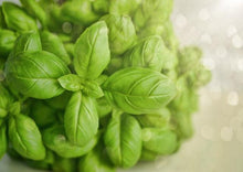 Load image into Gallery viewer, Basil Italian Large Leaf