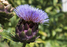 Load image into Gallery viewer, Artichoke - Violet Star
