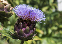 Load image into Gallery viewer, Artichoke - Violet Star