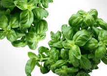 Load image into Gallery viewer, Basil Italian Large Leaf