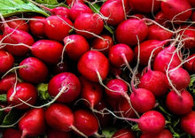 Load image into Gallery viewer, Radish Champion
