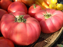 Load image into Gallery viewer, Tomato Amish Beefsteak Pink
