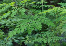 Load image into Gallery viewer, Moringa Indian Countryside (Moringa Oleifera / Drumstick)
