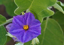 Load image into Gallery viewer, Eggplant Indian Small Round (Thai Purple Baby Eggplant)