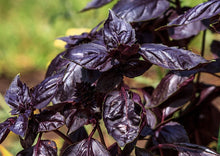 Load image into Gallery viewer, Basil Red Rubin