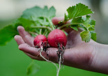 Load image into Gallery viewer, Radish Champion