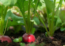 Load image into Gallery viewer, Radish Sparkler