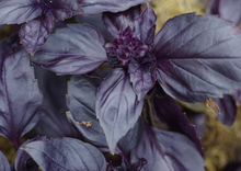 Load image into Gallery viewer, Basil Red Rubin