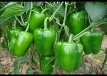 Load image into Gallery viewer, Bell Peppers Collection Value Pack (4 Varieties)